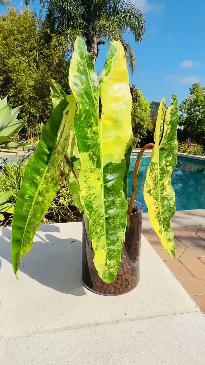 Philodendron Billietaie Variegated & Highly Variegated