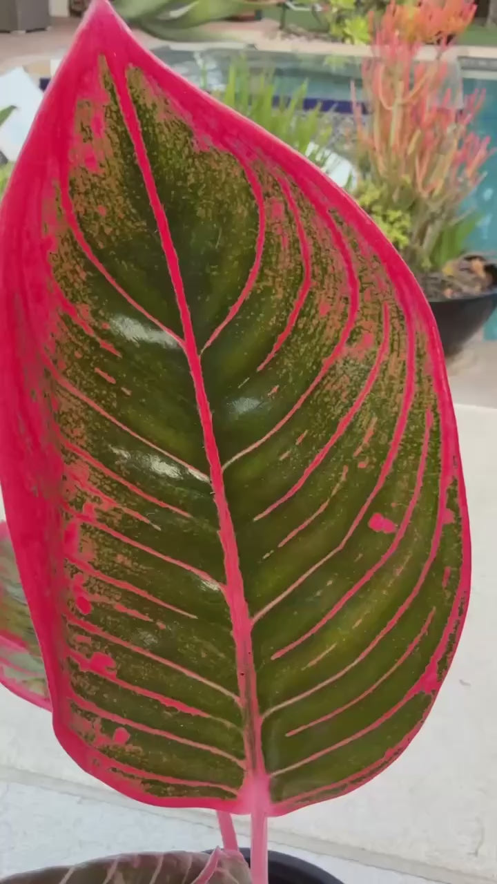 Aglaonema Khanza - Rare
