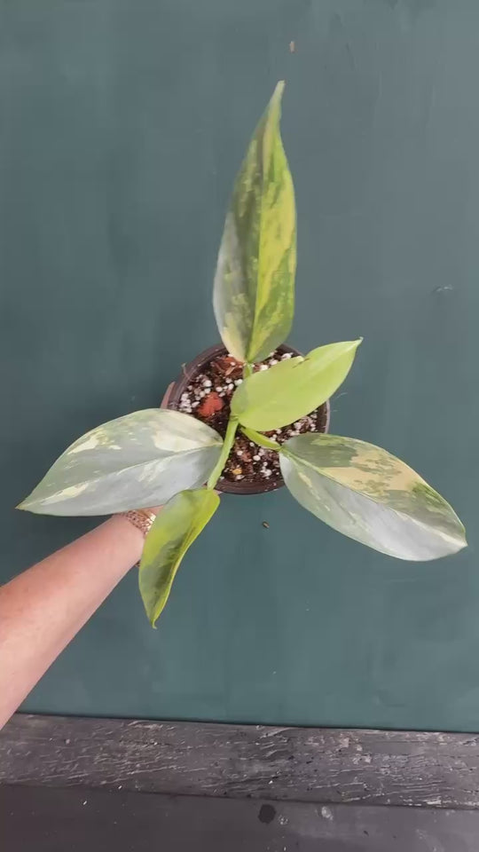 Variegated Silver Sword video