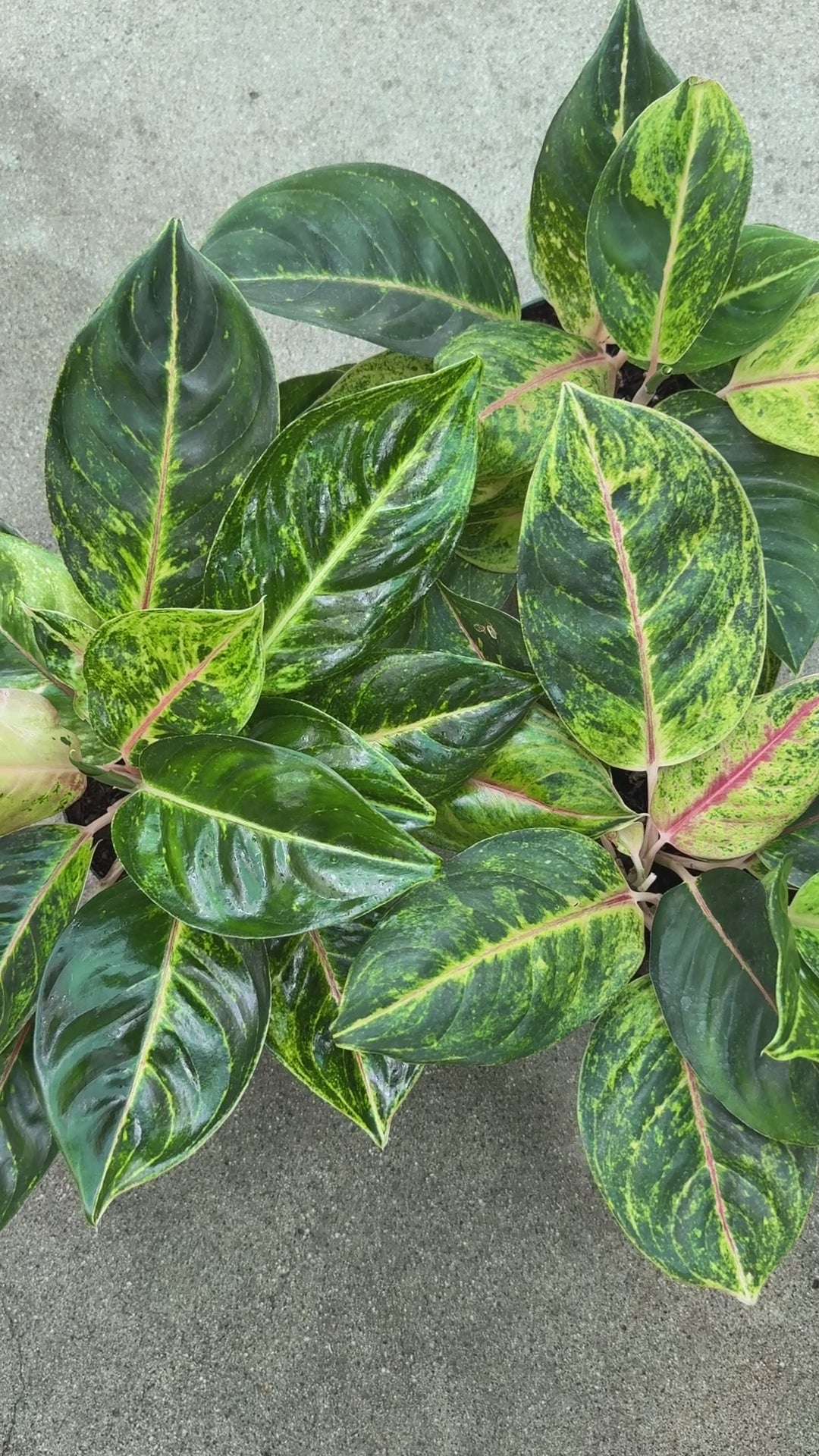 Golden Bay Aglaonema for sale