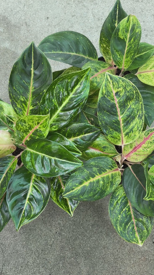 Golden Bay Aglaonema for sale