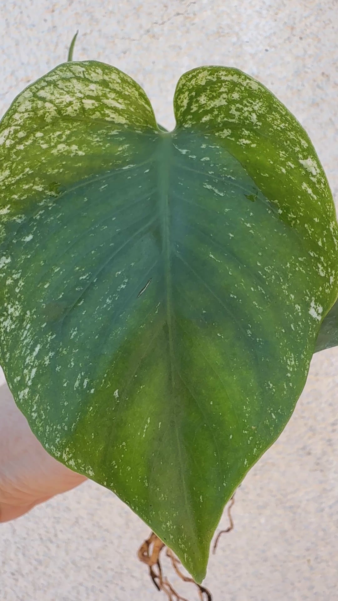 Monstera Devil Monster * rare aroid plant