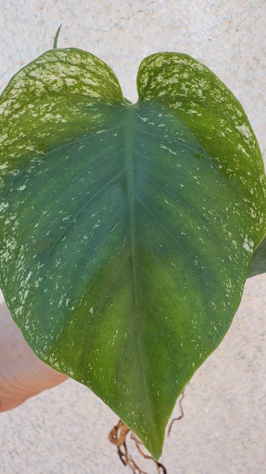 Monstera Devil Monster * rare aroid plant