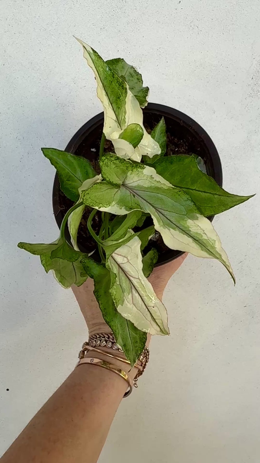 Syngonium White Princess