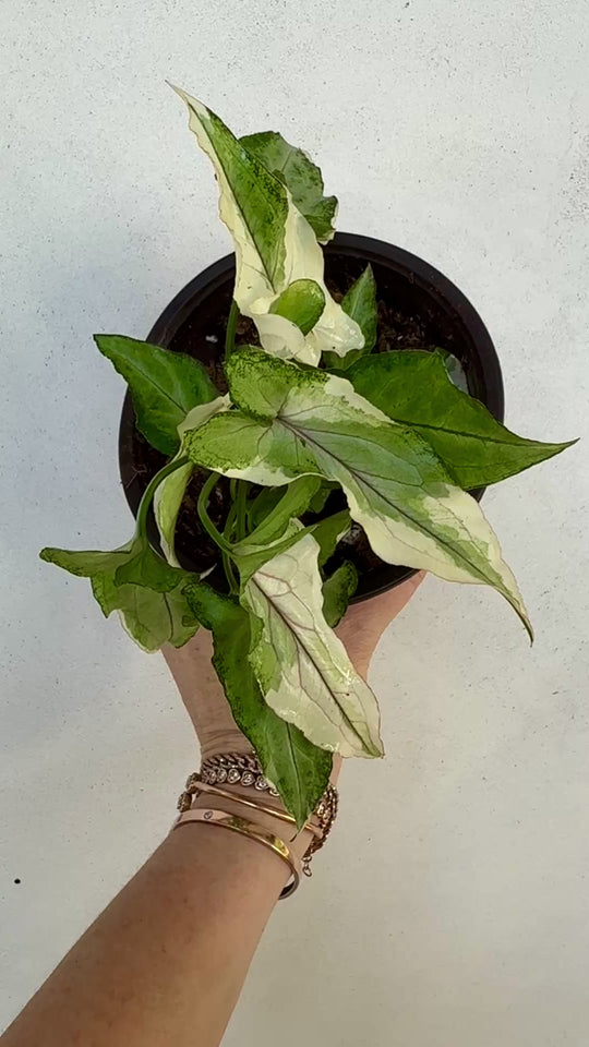 Syngonium White Princess