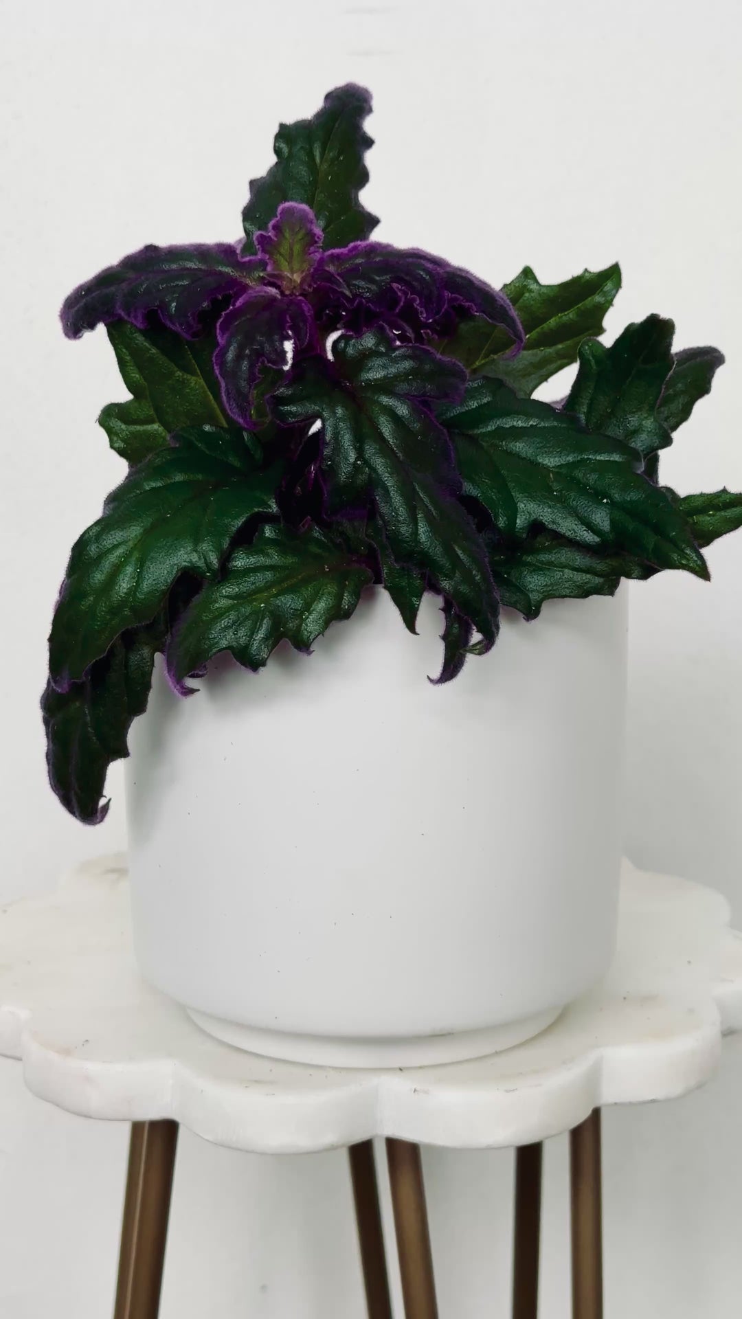Gynura Aurantiaca/Purple Passion