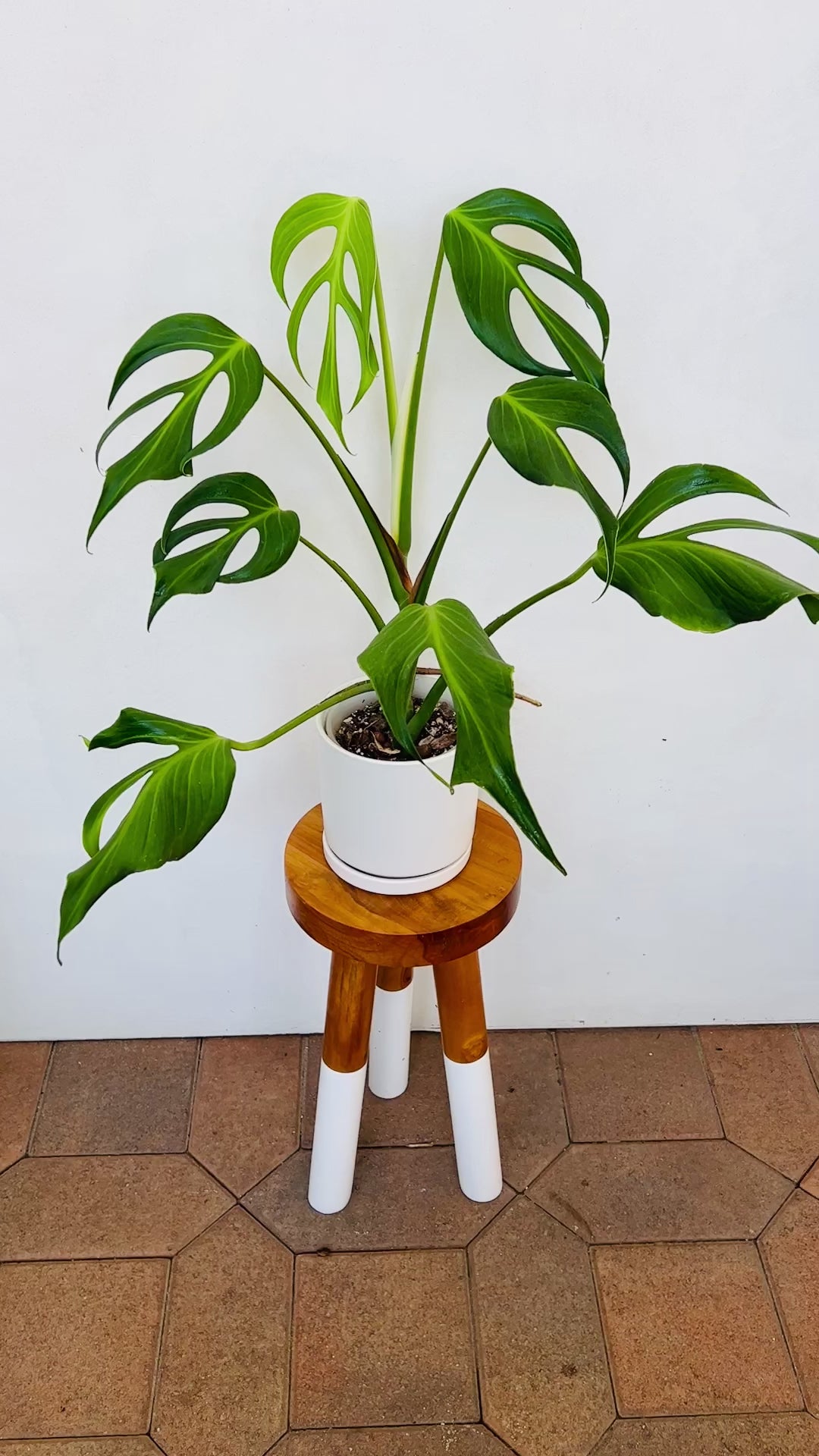 Large Burle Marx Flame Monstera
