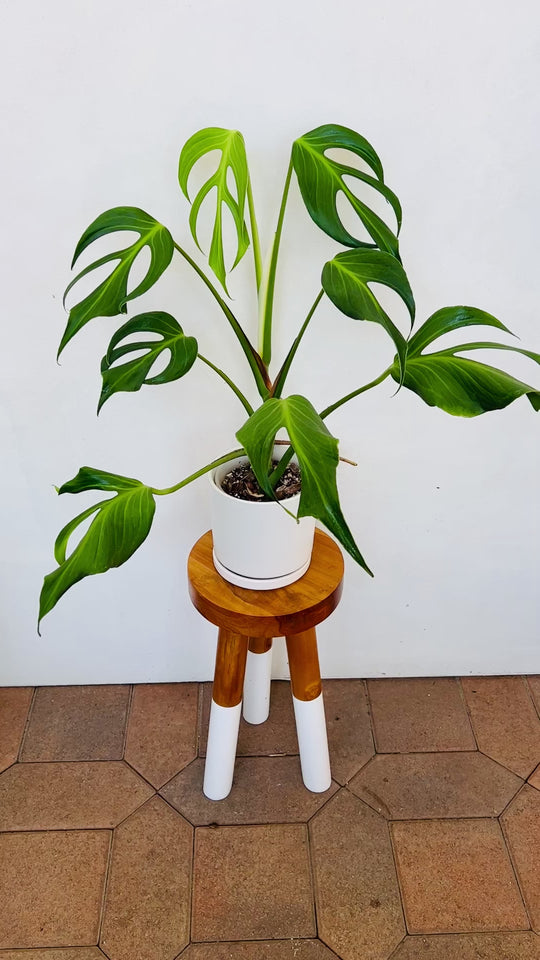 Large Burle Marx Flame Monstera