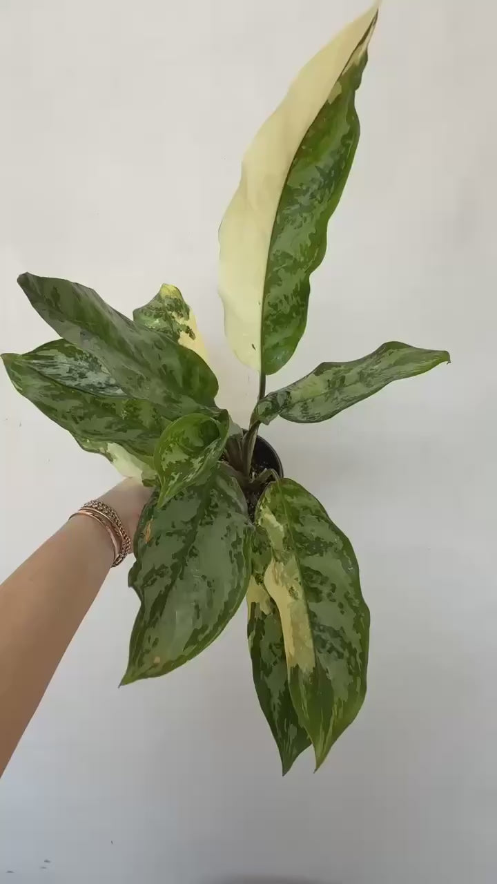 Aglaonema Manila Pride Variegated – Plant Vault