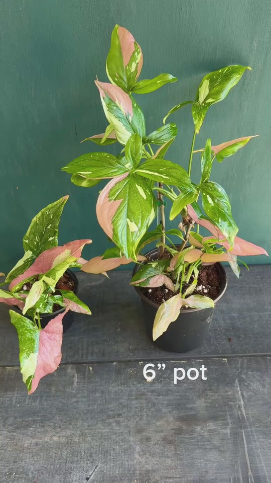 Rare Syngonium Tricolor video 