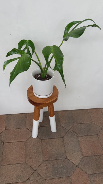 Large Fenestrated Monstera Burle Marx Flame for sale - Plant Vault