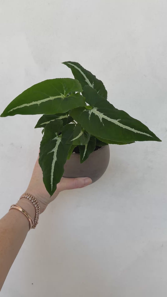 Syngonium Wendlandii