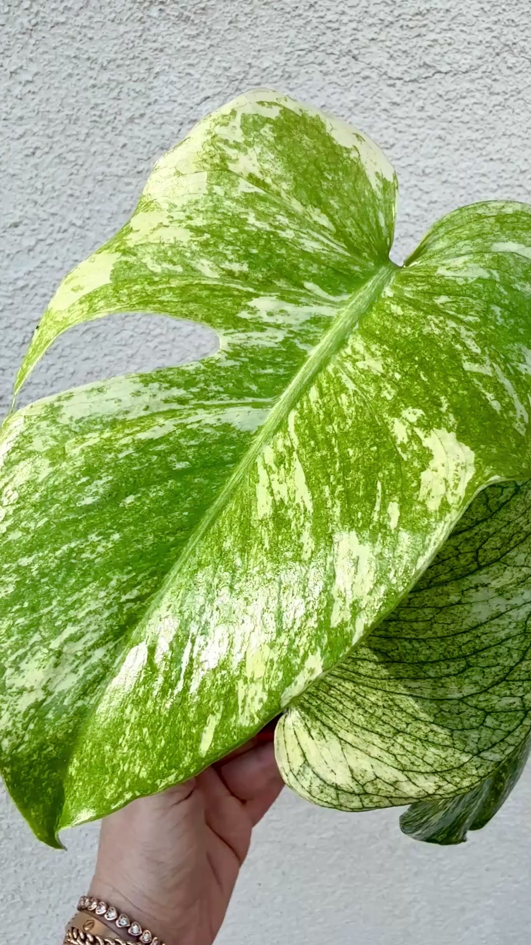 Monstera Mint Variegated
