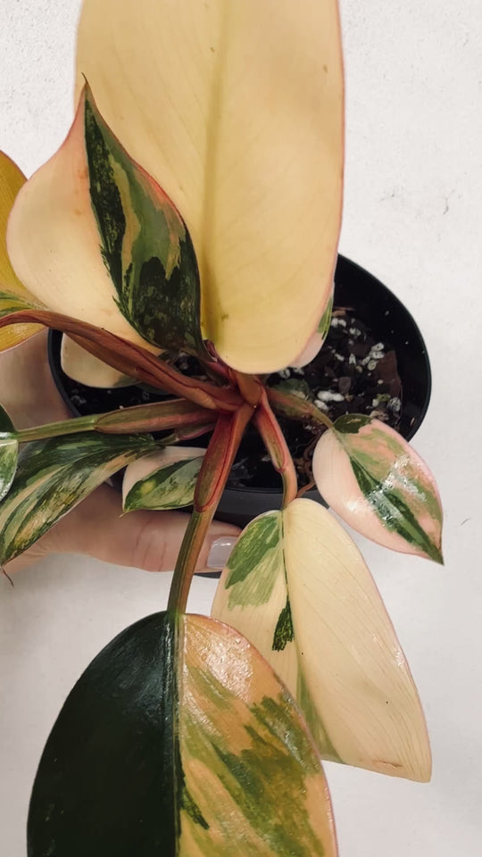 Philodendron Red Congo Variegated