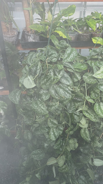 Extra Long Hanging houseplant - Scindapsus Pictus Exotica for sale near me - San Diego california - Plant Vault 