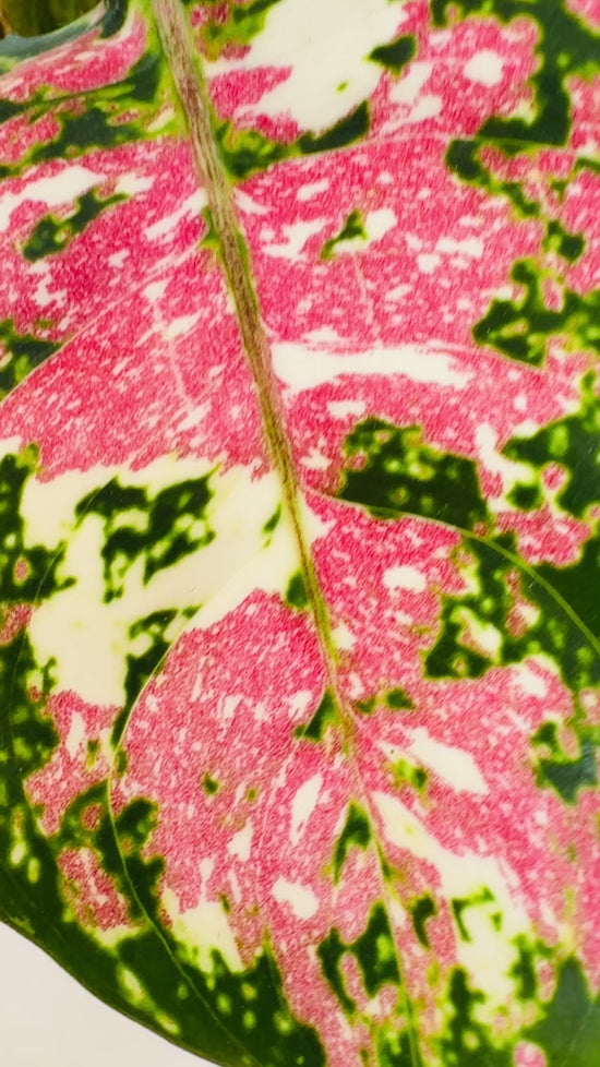 Rare tropical houseplant - Aglaonema Tricolor Anyamanee - Plant Vault