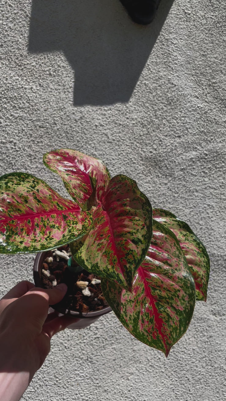 mata aglaonema Aglaonema Mahasetti – Plant Vault