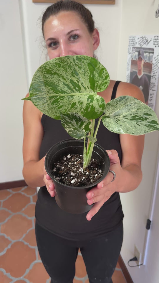 Monstera Bulbasaur