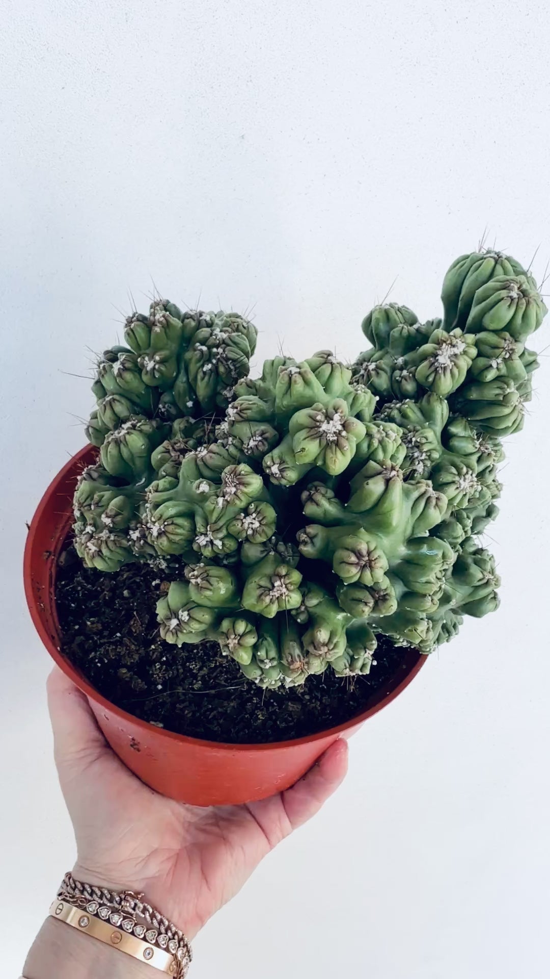 Cereus forbesii monstrose "Ming Thing"