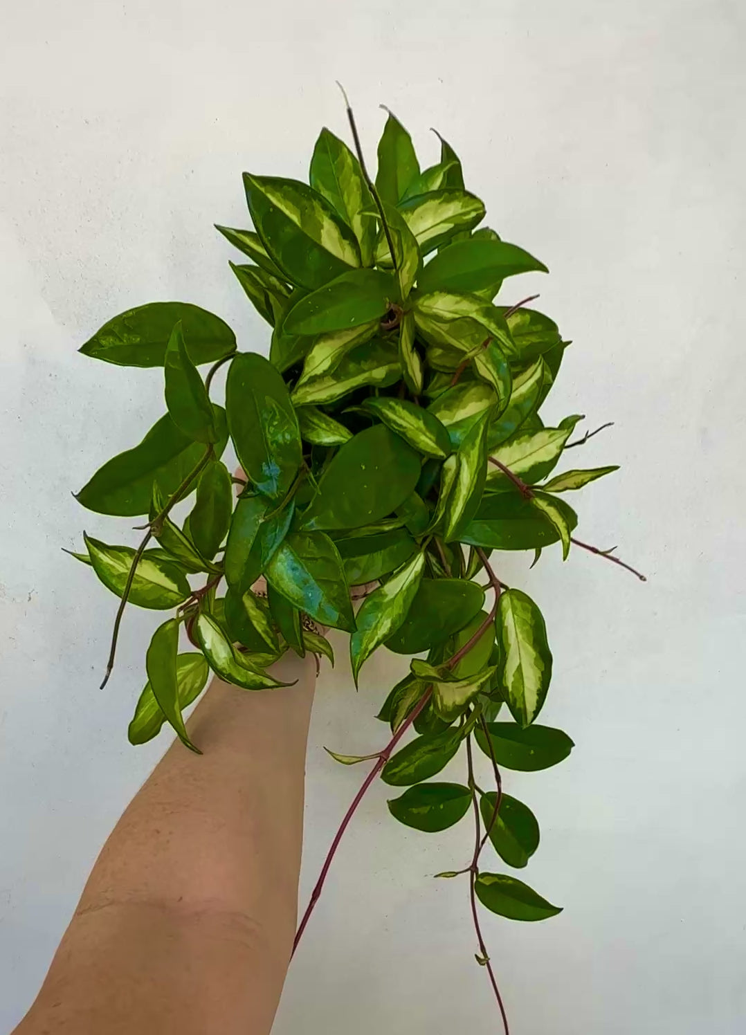 Hoya Krimson Princess 6" pot video