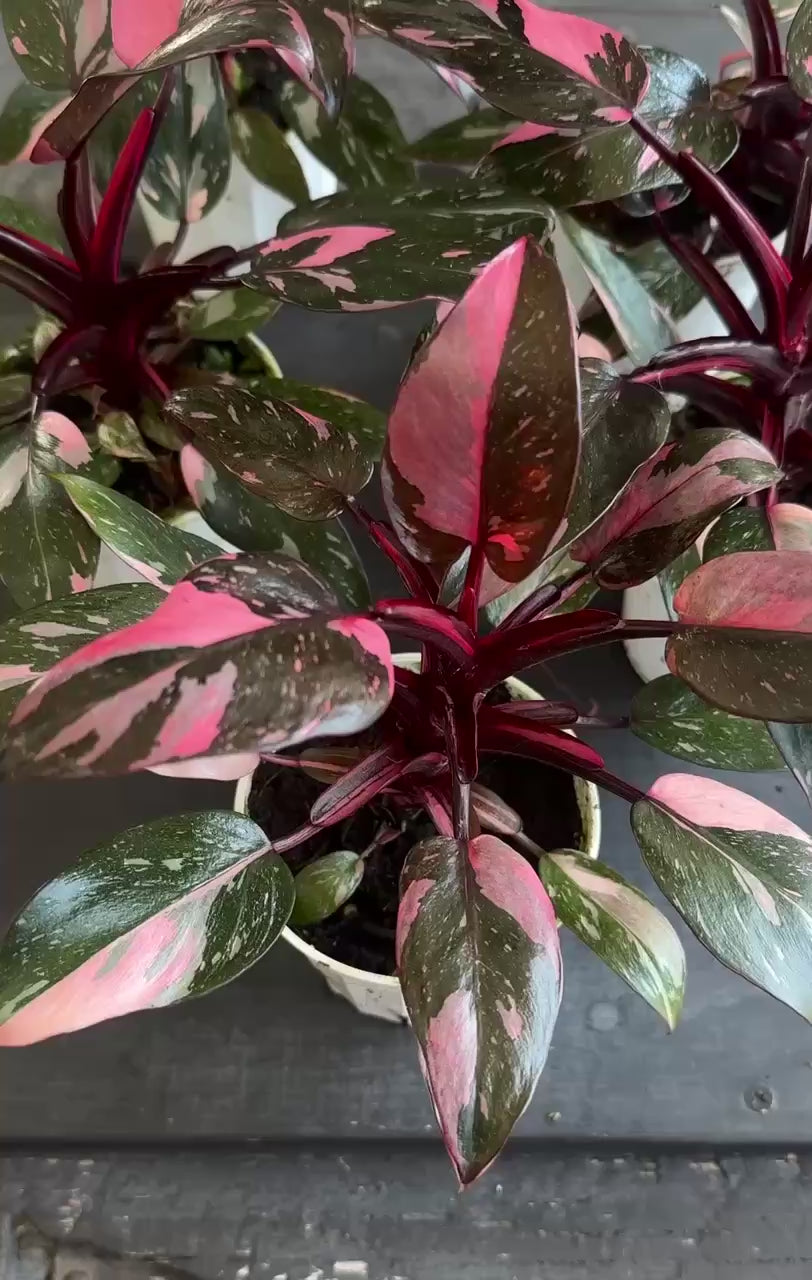 Philodendron Black Cherry Pink Princess