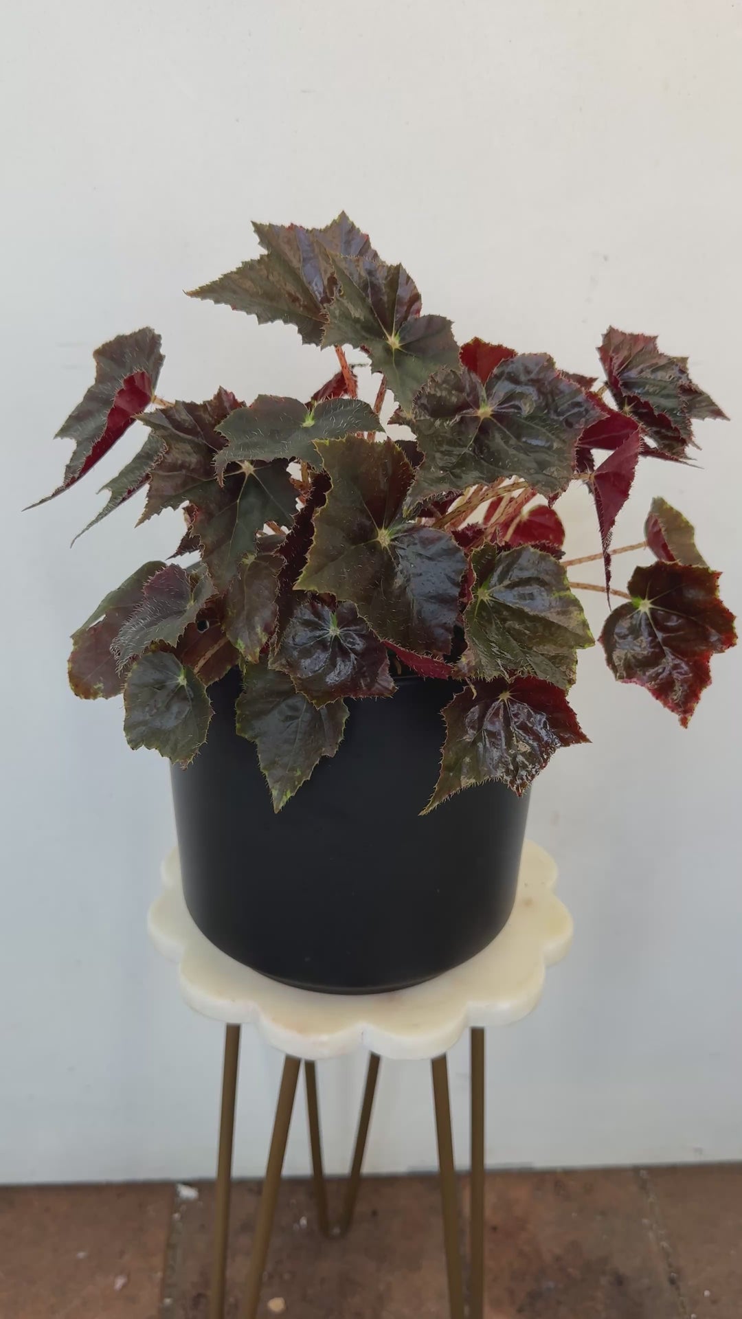 Begonia Black Velvet goth plant
