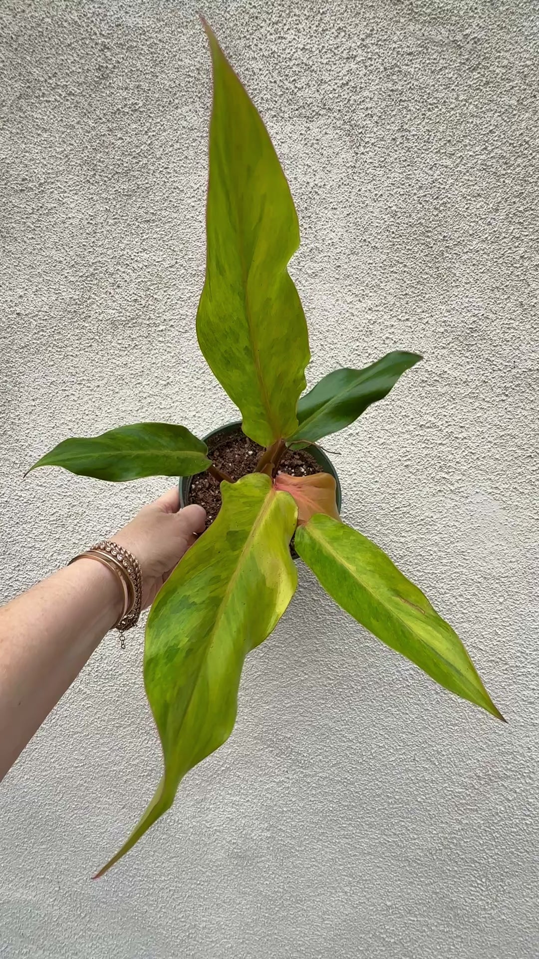 Rare Tropical Philodendron Orange Marmalade video