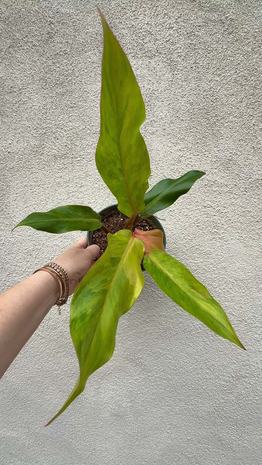 Rare Tropical Philodendron Orange Marmalade video