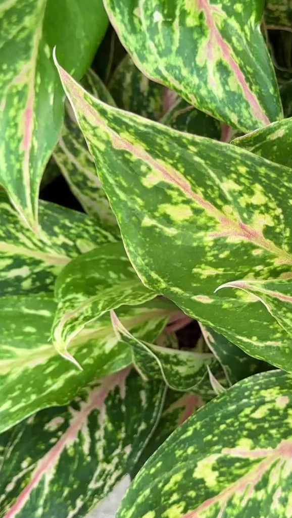 Aglaonema Dazzling Gem at Plant Vault Rare Plants