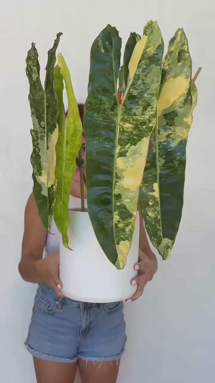 Philodendron Billietaie Variegated & Highly Variegated
