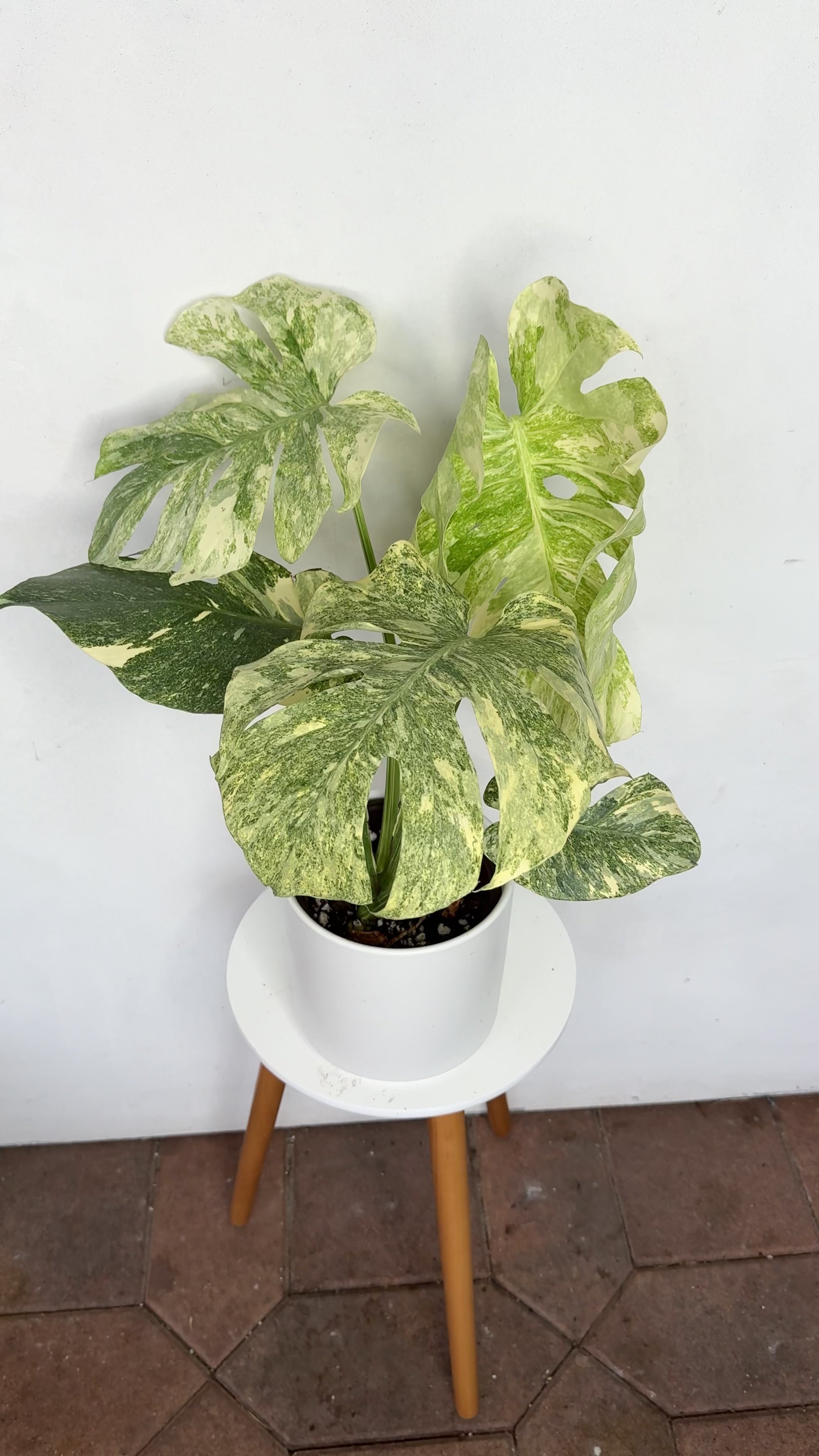 Monstera Legacy variegated monstera – Plant Vault