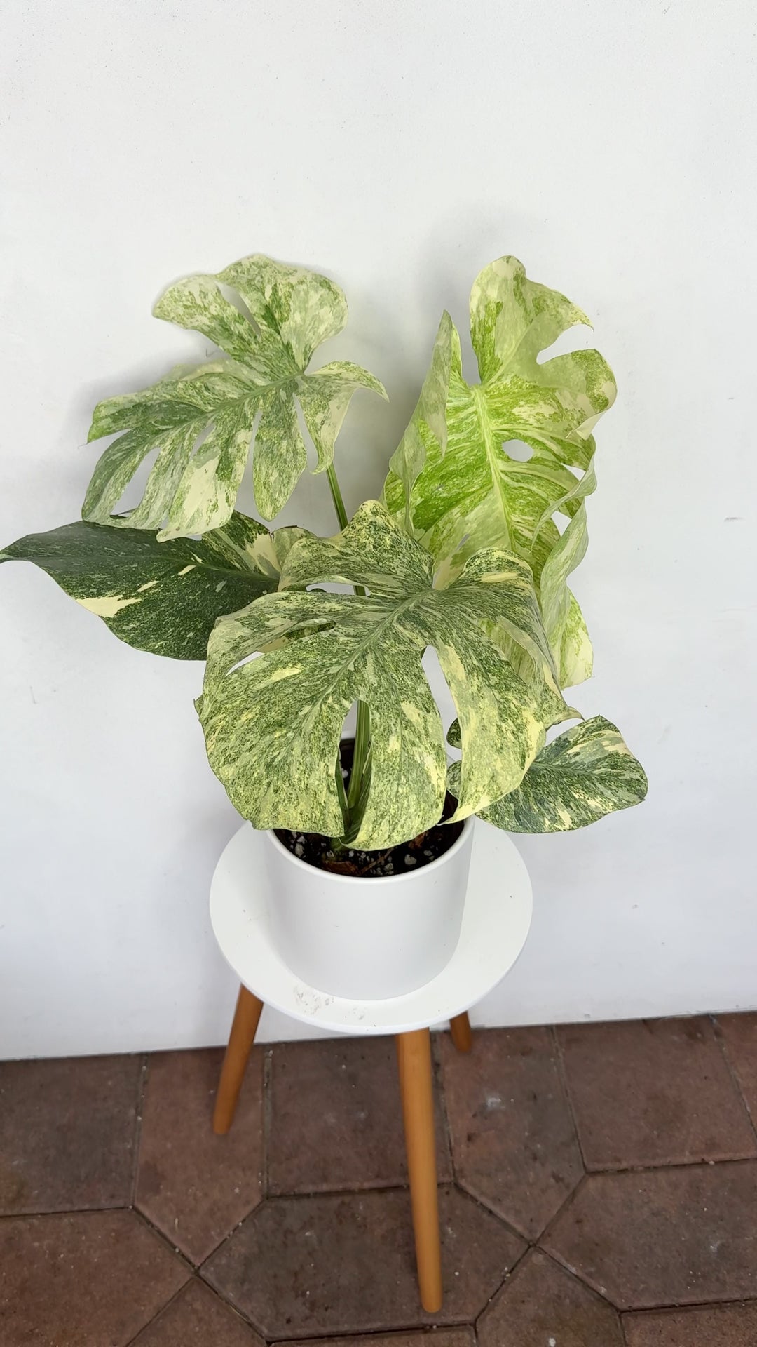Monstera Legacy variegated monstera