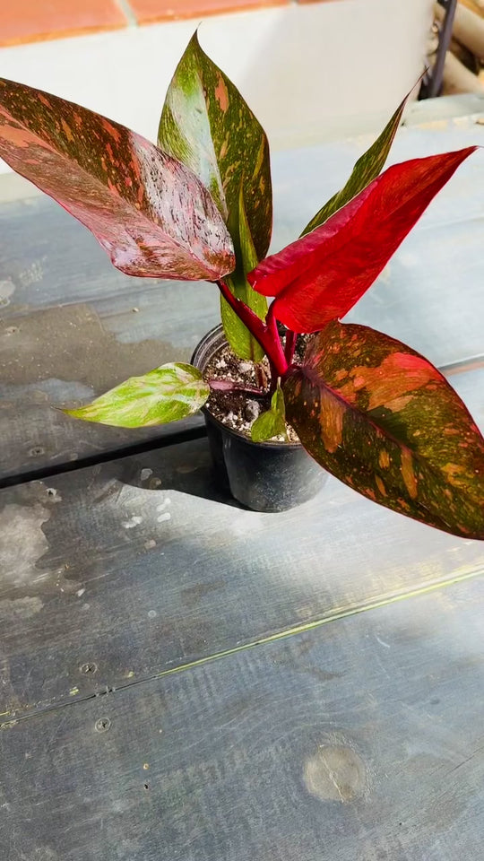 Philodendron Marbled Orange Princess video 