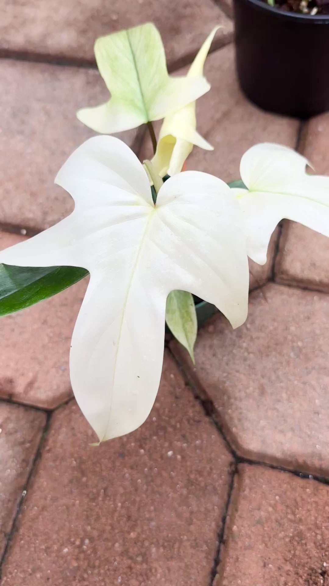 Philodendron Florida Ghost