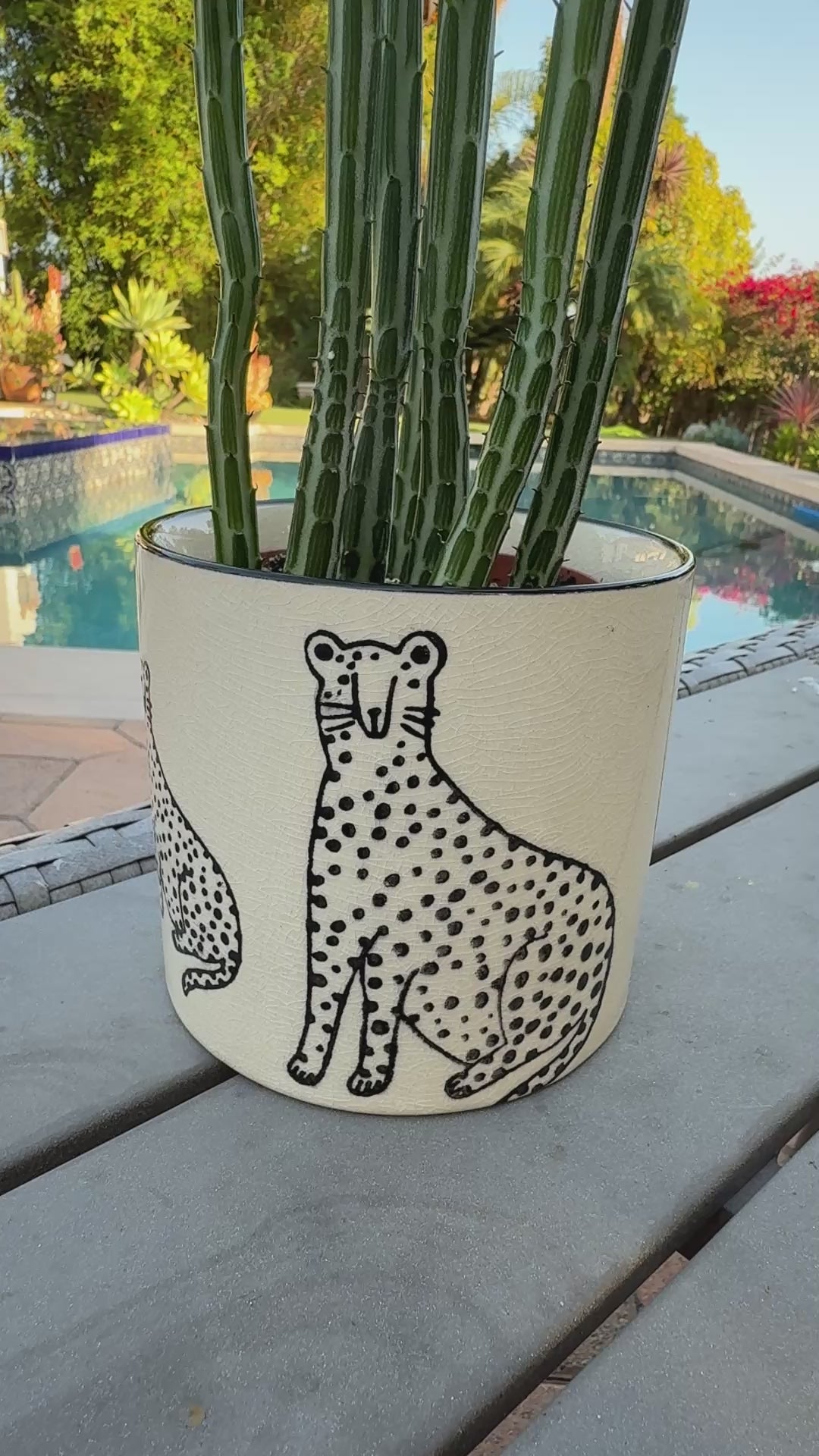 Pickle Cactus in cheetah pot outdoor indoor