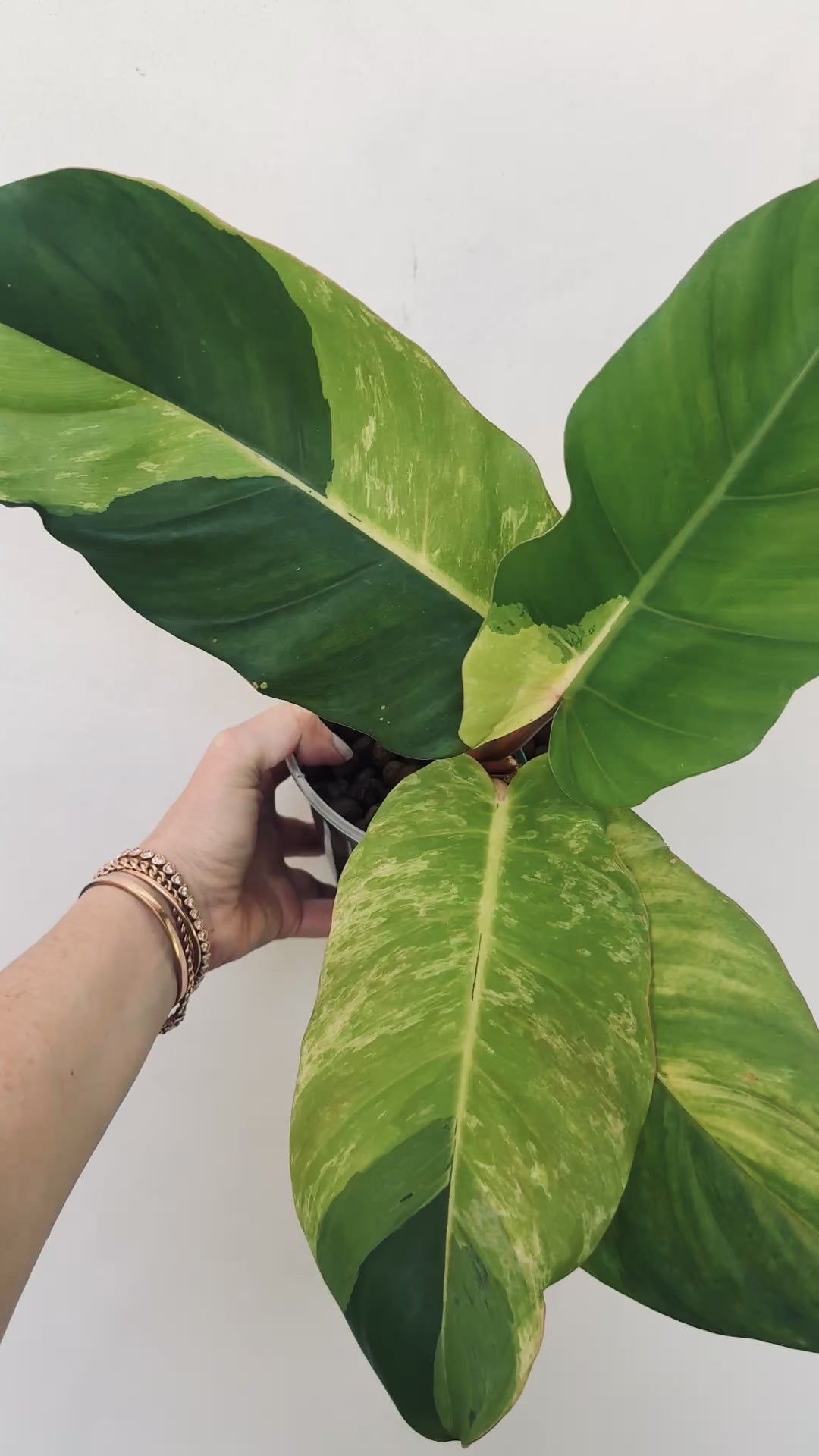 Philodendron Jungle Fever video 