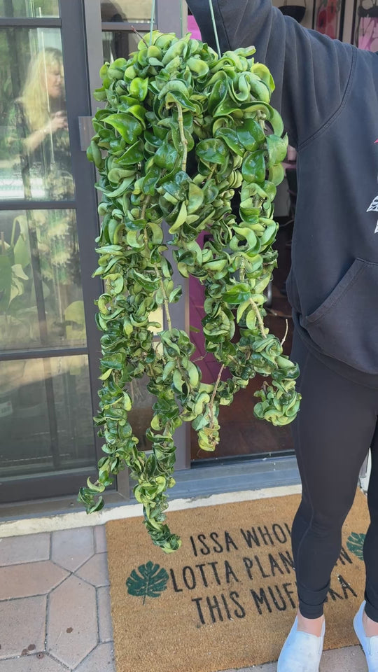 Hoya Hindu Rope "Carnosa Compacta"