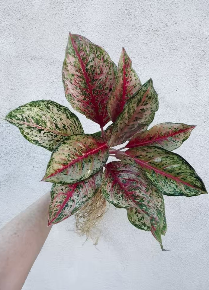 Plant Vault Aglaonema - Thumbnail 4