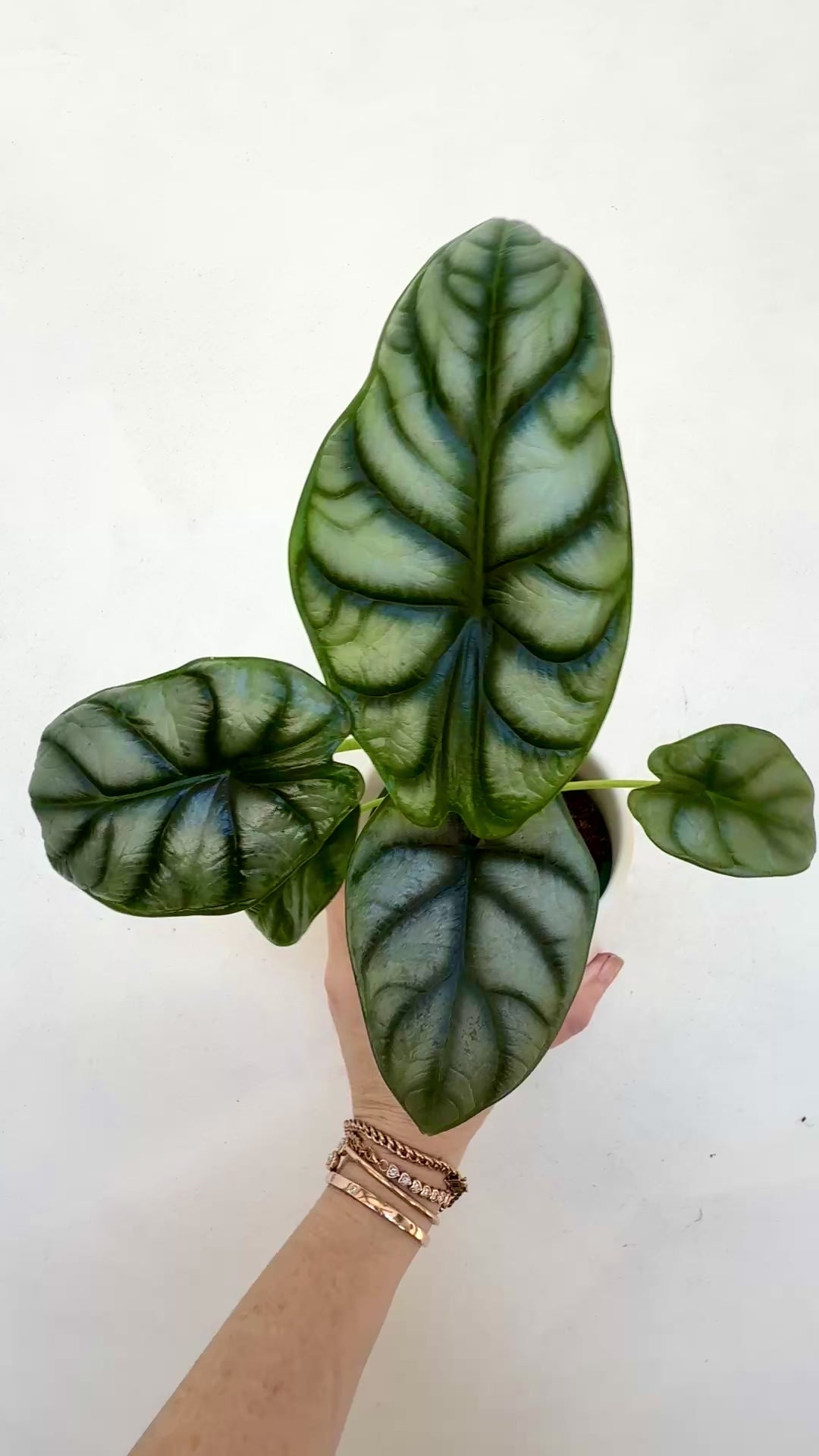 Alocasia Silver Dragon for sale 