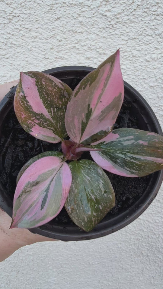 Marble Pink Princess
