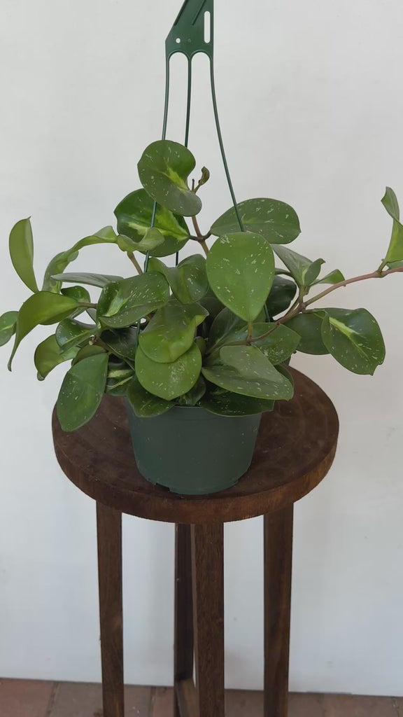Hoya Obovata Splash – Plant Vault