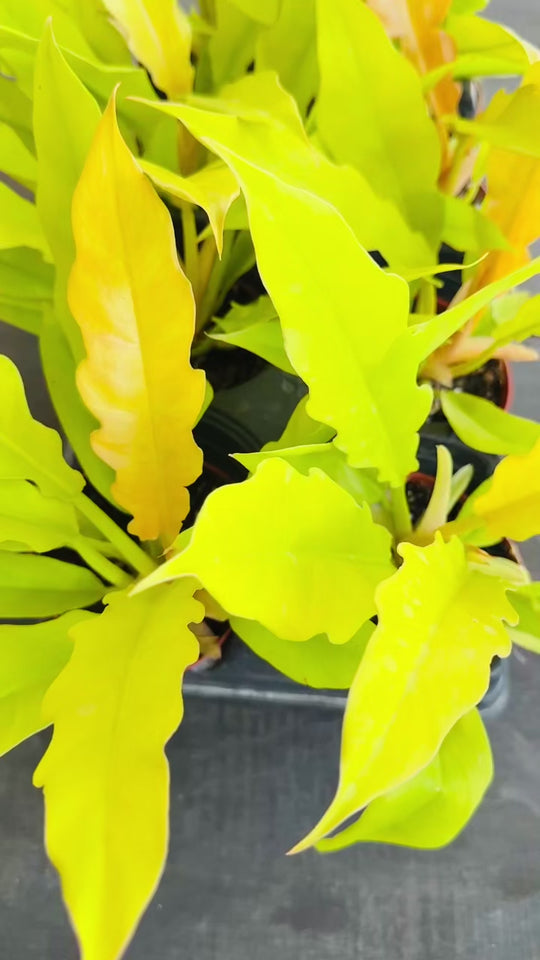 Golden Crocodile Philodendron wholesale video