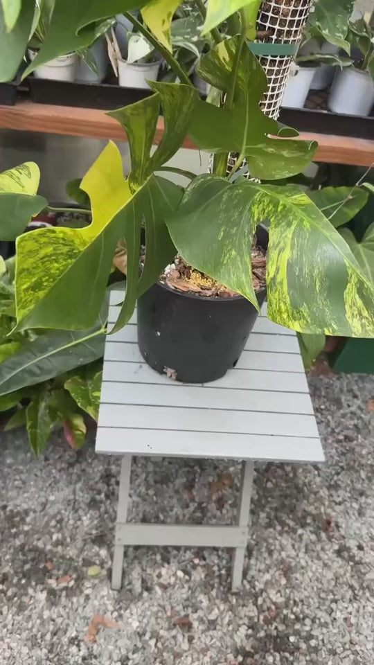 Monstera Aurea