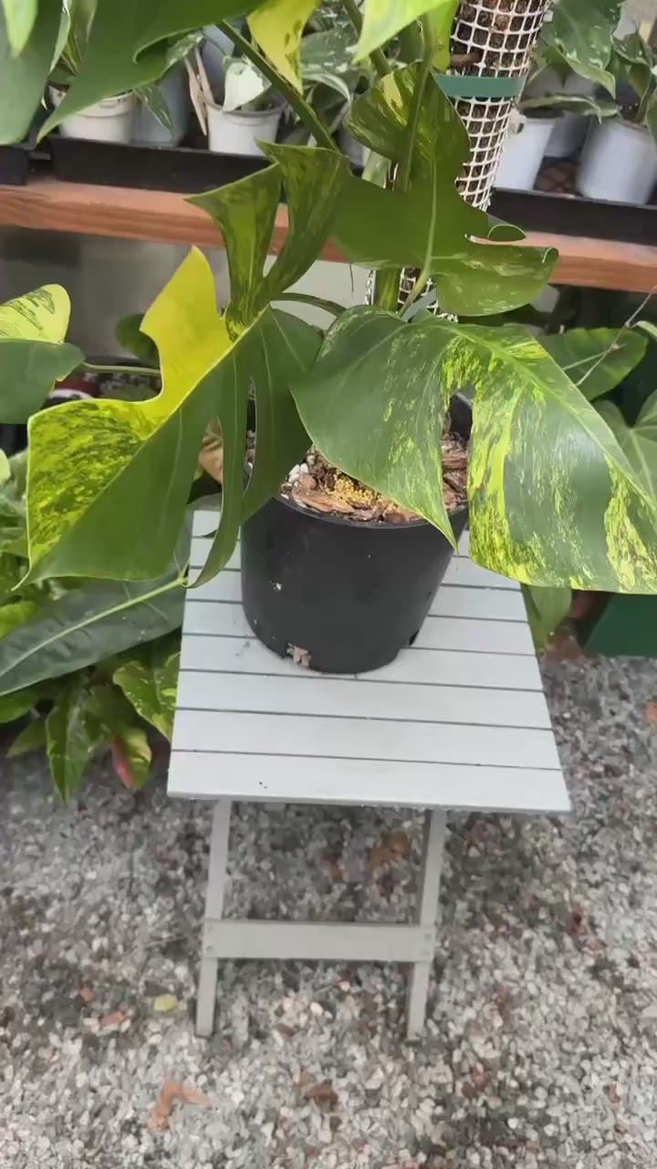 Monstera Aurea Variegated – Plant Vault