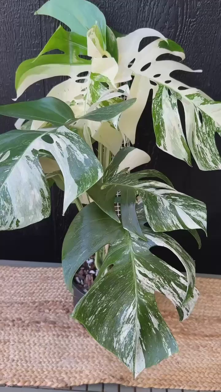 monstera variegata vs albo Variegated Monstera Albo - Rare Variegation