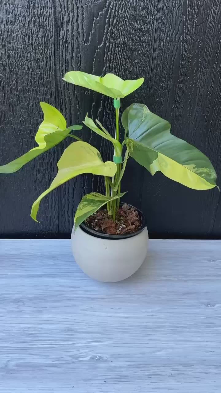 Variegated Golden Violin Philodendron