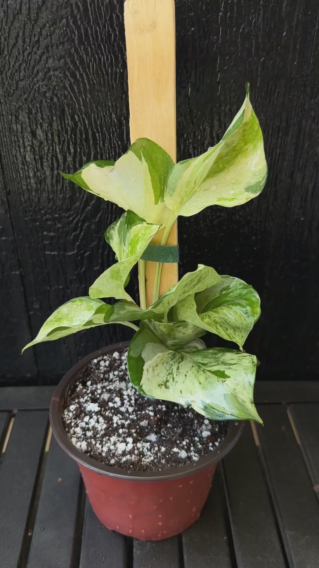 Manjula Pothos video
