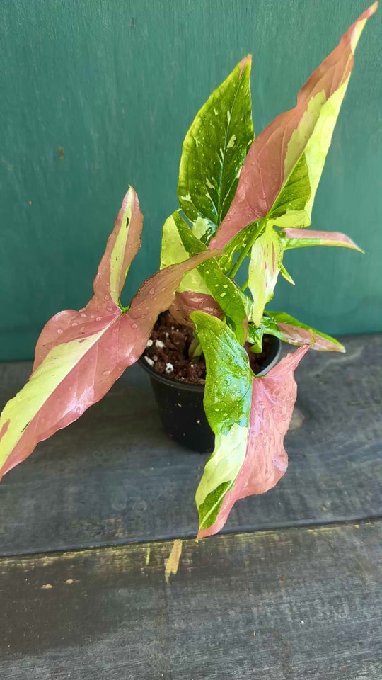 Syngonium Tricolor 4” pot for sale at Plant Vault close