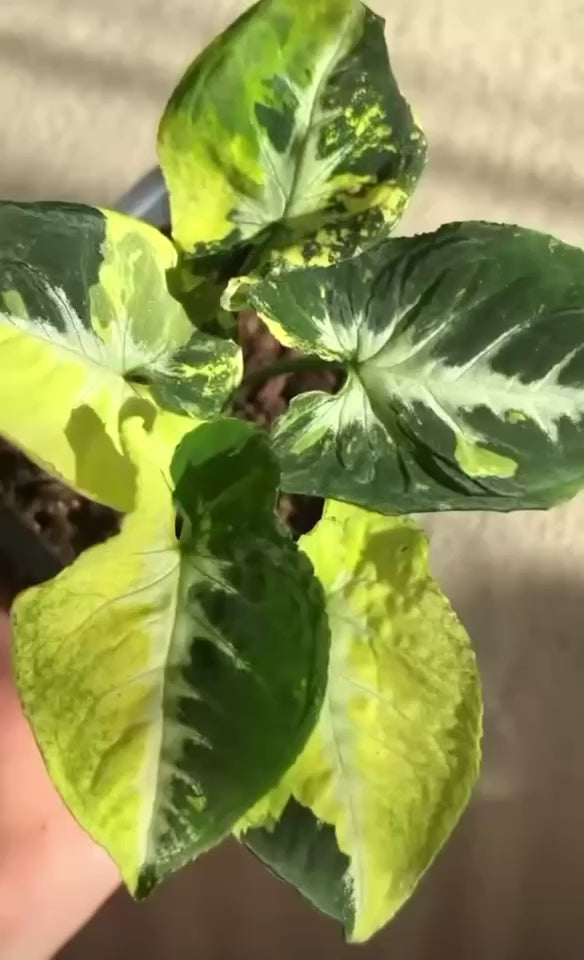 Syngonium Scrambled Eggs