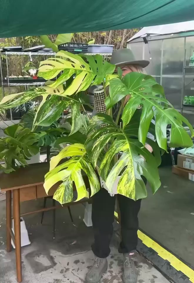 Monstera Aurea